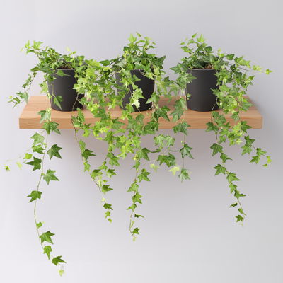 Efeu inkl. Keramiktopf Dallas anthrazit Topf-Ø 12/13 cm, 3er-Set