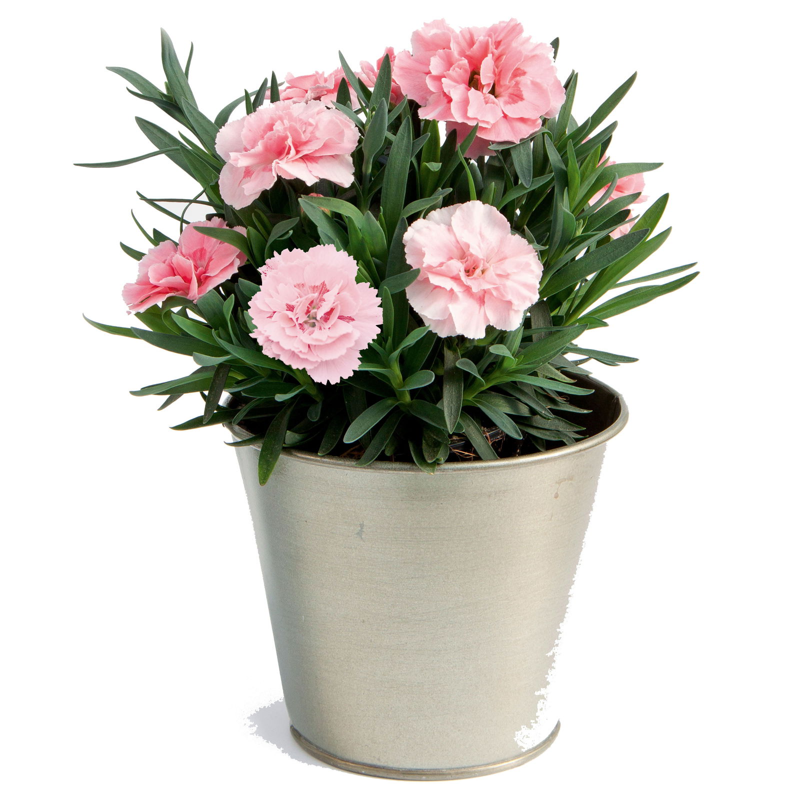 Dianthus 'Oscar®' rosa, Topf-Ø 13 cm, 6 Stück