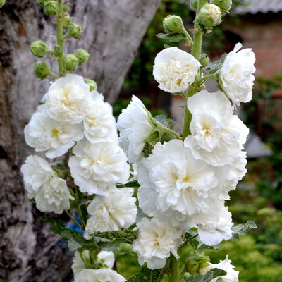 Stockrose, weiß, Topf-Ø 13 cm, 6 Pflanzen Stockrose, weiß, Topf-Ø 13 cm, 6 Pflanzen