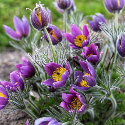 Küchenschelle, Farben zufällig, Topf-Ø 13 cm, 6 Pflanzen Küchenschelle, Farben zufällig, Topf-Ø 13 cm, 6 Pflanzen