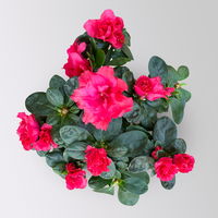 Azalee, rot, gefüllt, Topf-Ø 10,5 cm, 3 Pflanzen