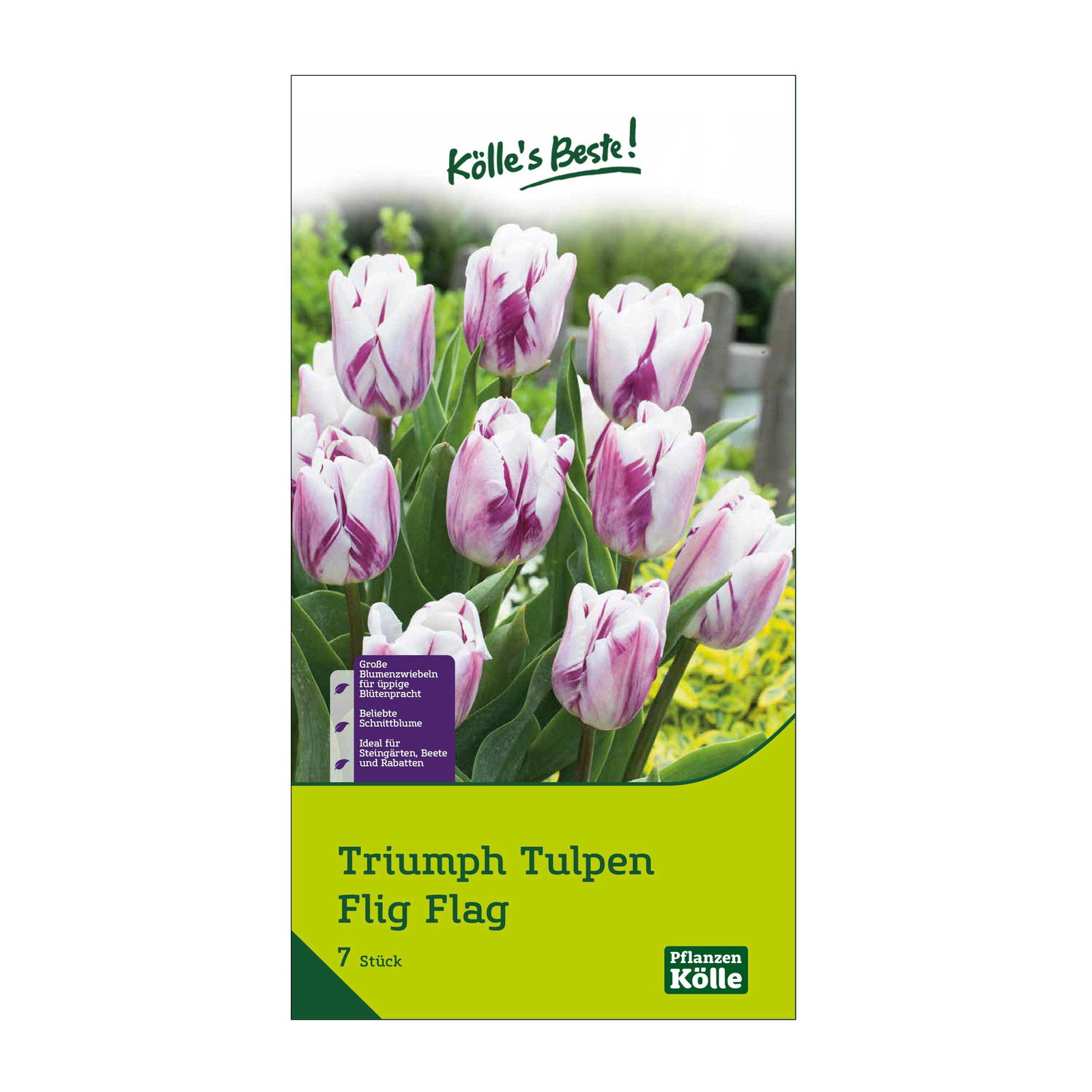 Triumph Tulpen Flig Flag purpur/weiß, 7 Blumenzwiebeln