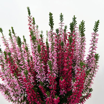 Calluna 'Twin', rot-rosa, Topf-Ø 10,5 cm, 6 Pflanzen Calluna 'Twin', rot-rosa, Topf-Ø 10,5 cm, 6 Pflanzen
