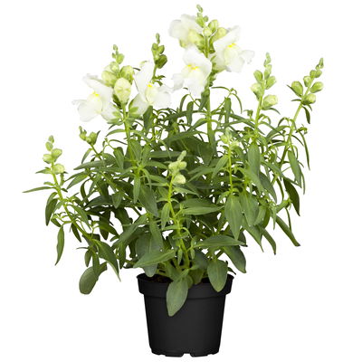 Löwenmäulchen weiß, Topf 12 cm Ø, 6 Stück Löwenmäulchen weiß, Topf 12 cm Ø, 6 Stück