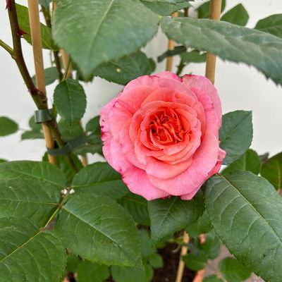 Duftende Edelrose 'Augusta Luise®', rose-aprikot, Doppelbogen, Topf 10 Liter Duftende Edelrose 'Augusta Luise®', rose-aprikot, Doppelbogen, Topf 10 Liter