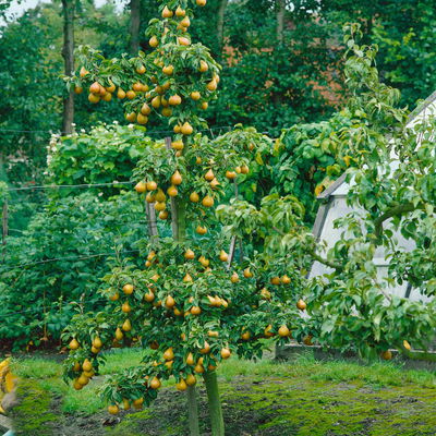 Kölle Bio Säulenbirne 'Obelisk'®, Unterlage Quitte A, Topf 10 Liter Kölle Bio Säulenbirne 'Obelisk'®, Unterlage Quitte A, Topf 10 Liter