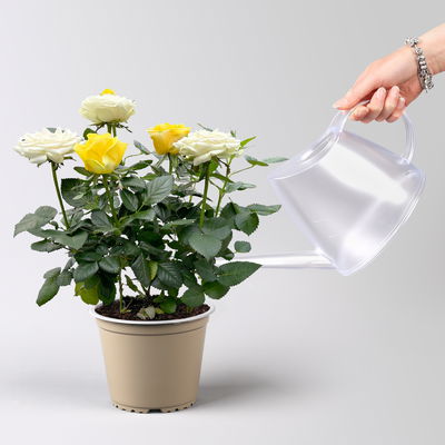 Rose 'Infinity Duo' weiß-gelb, Topf-Ø 14 cm, 2er-Set Rose 'Infinity Duo' weiß-gelb, Topf-Ø 14 cm, 2er-Set