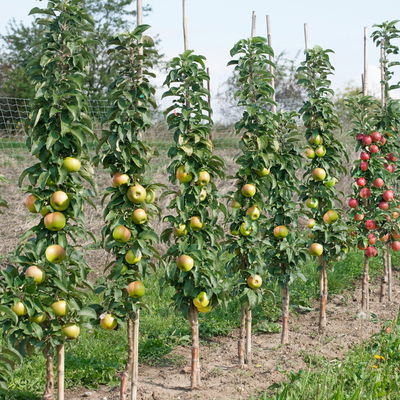 Kölle Bio Säulenapfel 'Greencatsⓢ', Unterlage MM 111, Topf 10 Liter Kölle Bio Säulenapfel 'Greencatsⓢ', Unterlage MM 111, Topf 10 Liter