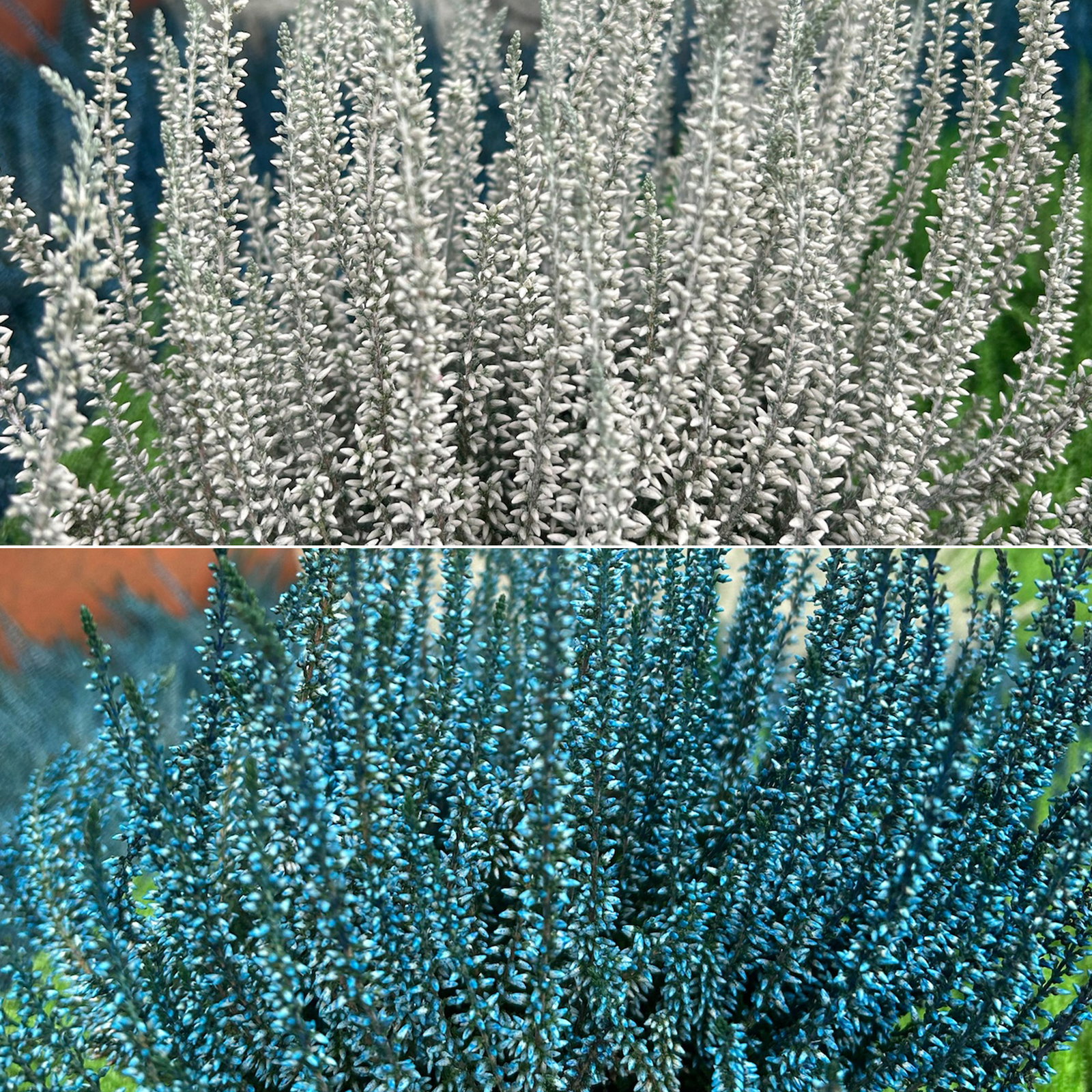 Knospenheide 'Picasso', blau & weiß gefärbt, Topf-Ø 12 cm, 6 Pflanzen Knospenheide 'Picasso', blau & weiß gefärbt, Topf-Ø 12 cm, 6 Pflanzen