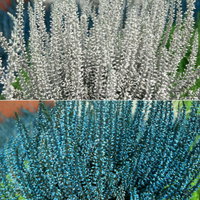 Knospenheide 'Picasso', blau & weiß gefärbt, Topf-Ø 12 cm, 6 Pflanzen Knospenheide 'Picasso', blau & weiß gefärbt, Topf-Ø 12 cm, 6 Pflanzen