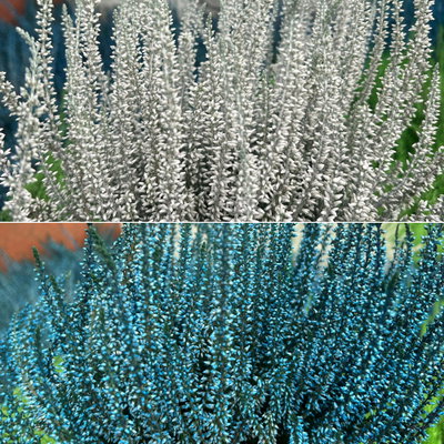 Knospenheide 'Picasso', blau & weiß gefärbt, Topf-Ø 12 cm, 6 Pflanzen Knospenheide 'Picasso', blau & weiß gefärbt, Topf-Ø 12 cm, 6 Pflanzen