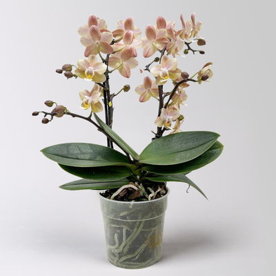 Duft Phalenopsis 'Powdery' creme/rosa, Topf-Ø 12 cm, im Übertopf mit Grußkarte
