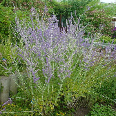 Kölles Beste Kompakte Blauraute 'Little Spire(S)', blauviolett, Topf 3 l Kölles Beste Kompakte Blauraute 'Little Spire(S)', blauviolett, Topf 3 l