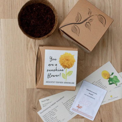 Anzuchtset Teddybär-Sonnenblume, Saatgut und Anzuchterde inklusive Anzuchtset Teddybär-Sonnenblume, Saatgut und Anzuchterde inklusive
