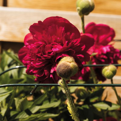 Bellissa Hortensienstütze 'ANNABELLE', 2er-Set, grün, H60 x L65 x L57 cm Bellissa Hortensienstütze 'ANNABELLE', 2er-Set, grün, H60 x L65 x L57 cm