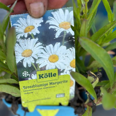Bio Margerite 'Polaris' weiß, Topf 11x11 cm, 3 Pflanzen