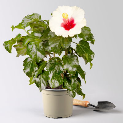 Hibiskus, weiß, Topf-Ø 17 cm
