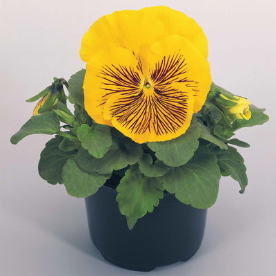 Stiefmütterchen Cats®, gelb, Topf-Ø 13 cm, 6 Pflanzen