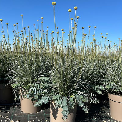 Craspedia & Eukalyptus Duo, gelb & blaugrün, Topf-Ø 27 cm