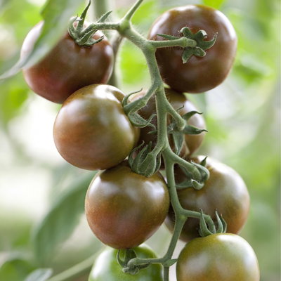 Stabtomate 'Starlias® Choco (Kakao)', veredelt, Topf-Ø 12 cm, 3 Pflanzen
