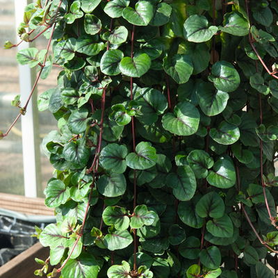 Pfennigkraut 'Sunburst', 6er-Set, Topf 12 cm Ø