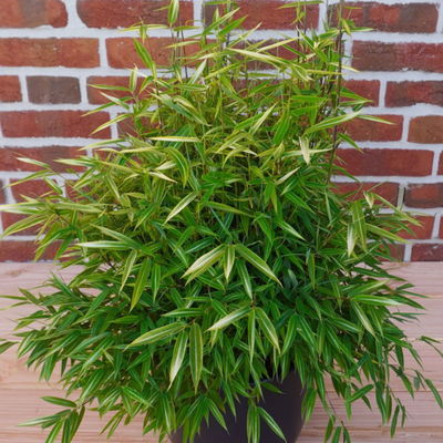 Bambus 'Feelia'Ⓢ, hellgrün, gestreift, Höhe 40 - 60 cm, Topf 5 Liter, 2 Stück