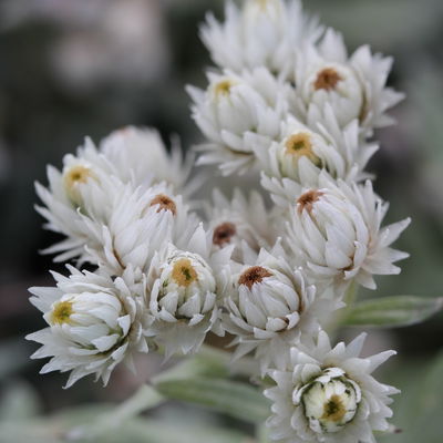 Bio Perlkörbchen 'Silberregen', silbrig weiß, Topf 11x11 cm, 3 Pflanzen Bio Perlkörbchen 'Silberregen', silbrig weiß, Topf 11x11 cm, 3 Pflanzen
