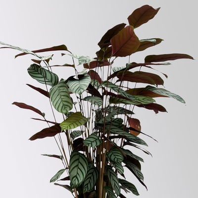 Ctenanthe 'Compactstar', Topf-Ø 21 cm, Höhe ca. 80-100 cm Ctenanthe 'Compactstar', Topf-Ø 21 cm, Höhe ca. 80-100 cm