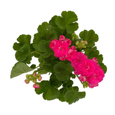 Geranie 'Survivor Idols® Rosalinda' rosa, stehend, Topf-Ø 13 cm, 6er-Set Geranie 'Survivor Idols® Rosalinda' rosa, stehend, Topf-Ø 13 cm, 6er-Set