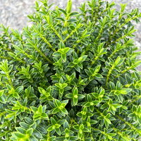 Strauchveronika 'New Zealand', 3er-Set, Topf 12 cm Ø