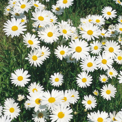 Bio Margerite 'Polaris' weiß, Topf 11x11 cm, 3 Pflanzen Bio Margerite 'Polaris' weiß, Topf 11x11 cm, 3 Pflanzen