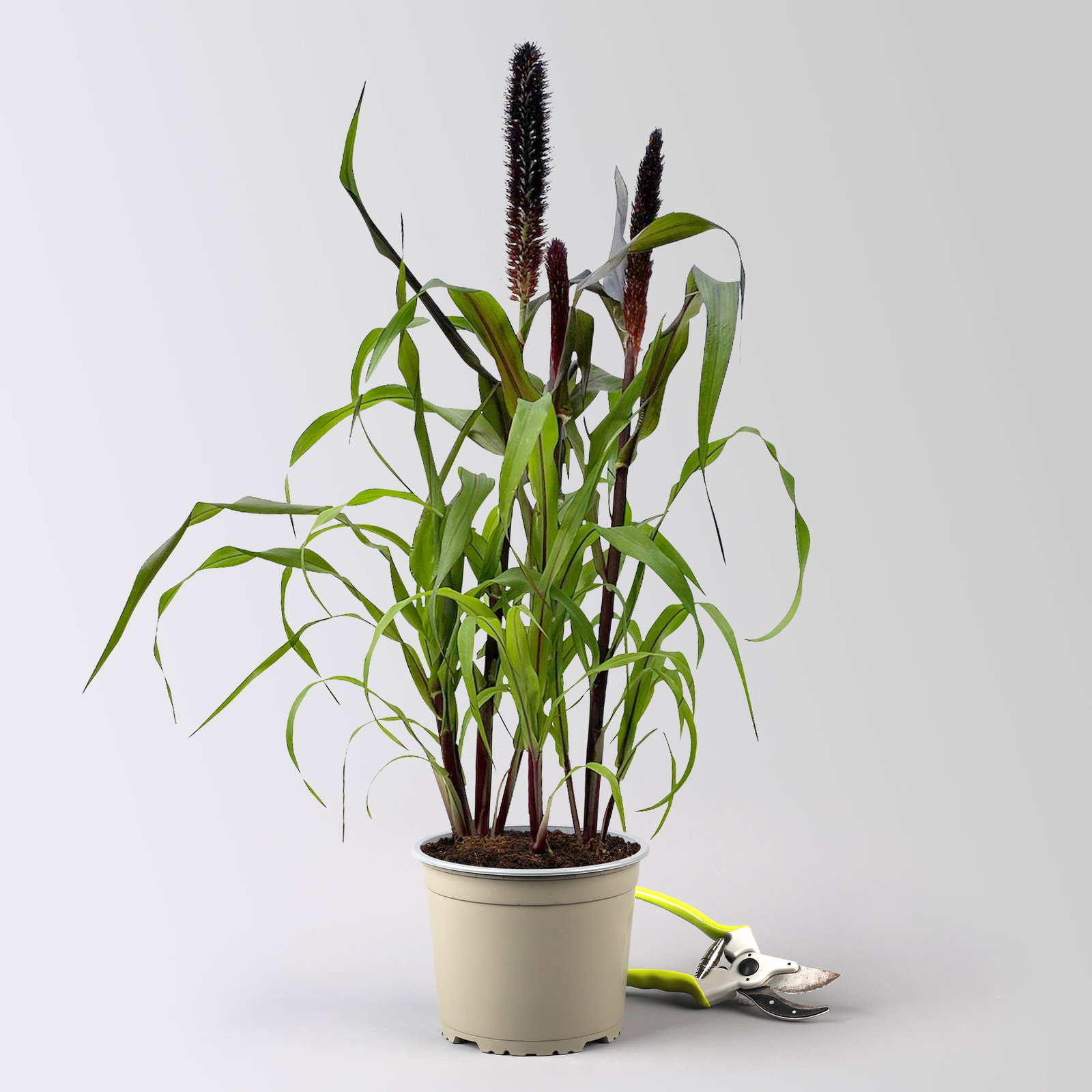 Pennisetum 'Purple Baron', lila, Topf-Ø 17 cm, Höhe ca. 70 cm, 2 Pflanzen Pennisetum 'Purple Baron', lila, Topf-Ø 17 cm, Höhe ca. 70 cm, 2 Pflanzen