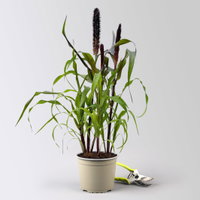 Pennisetum 'Purple Baron', lila, Topf-Ø 17 cm, Höhe ca. 70 cm, 2 Pflanzen Pennisetum 'Purple Baron', lila, Topf-Ø 17 cm, Höhe ca. 70 cm, 2 Pflanzen