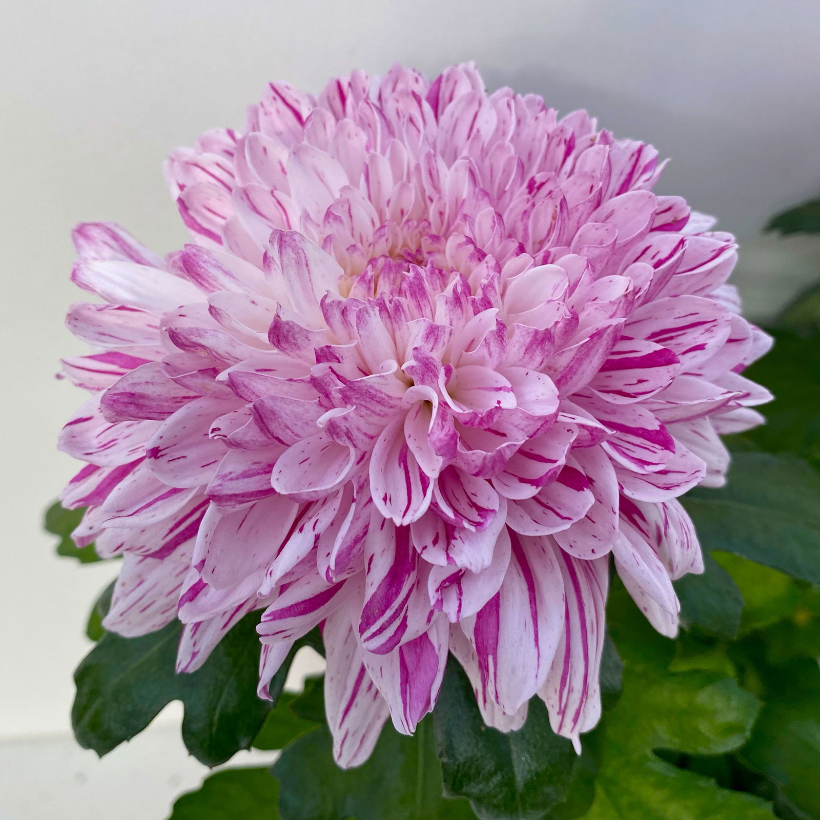 Chrysantheme 'Chrysanne® Zembla Next Art' gespr., großbl., Topf-Ø 13 cm, 6er-Set