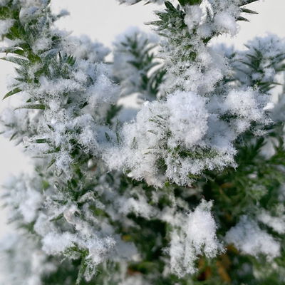 Kegelzypresse 'Top Point', weiß beschneit, Topf-Ø 9 cm, 6 Pflanzen