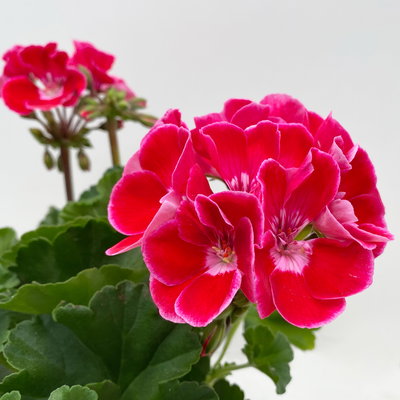 Geranie rot mit hellem Auge, stehend, Topf-Ø 13 cm, 6 Stück