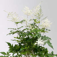 Astilbe arendsii, weiß, Topf-Ø 15 cm, 2 Pflanzen Astilbe arendsii, weiß, Topf-Ø 15 cm, 2 Pflanzen