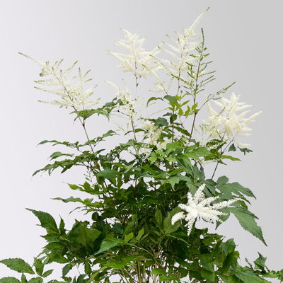 Astilbe arendsii, weiß, Topf-Ø 15 cm, 2 Pflanzen Astilbe arendsii, weiß, Topf-Ø 15 cm, 2 Pflanzen