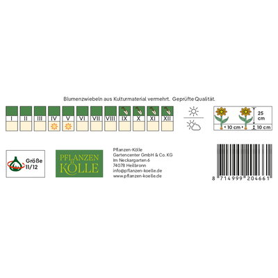 Kölles Beste Greig-Tulpe 'White Fire®', rot/weiß, 7 Blumenzwiebeln Kölles Beste Greig-Tulpe 'White Fire®', rot/weiß, 7 Blumenzwiebeln
