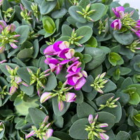 Kreuzblume 'Bibi Pink', rosa-violett, Topf-Ø 24 cm