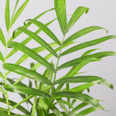 Bergpalme, Topf-Ø 12 cm, Höhe ca. 30 cm, 3er-Set Bergpalme, Topf-Ø 12 cm, Höhe ca. 30 cm, 3er-Set