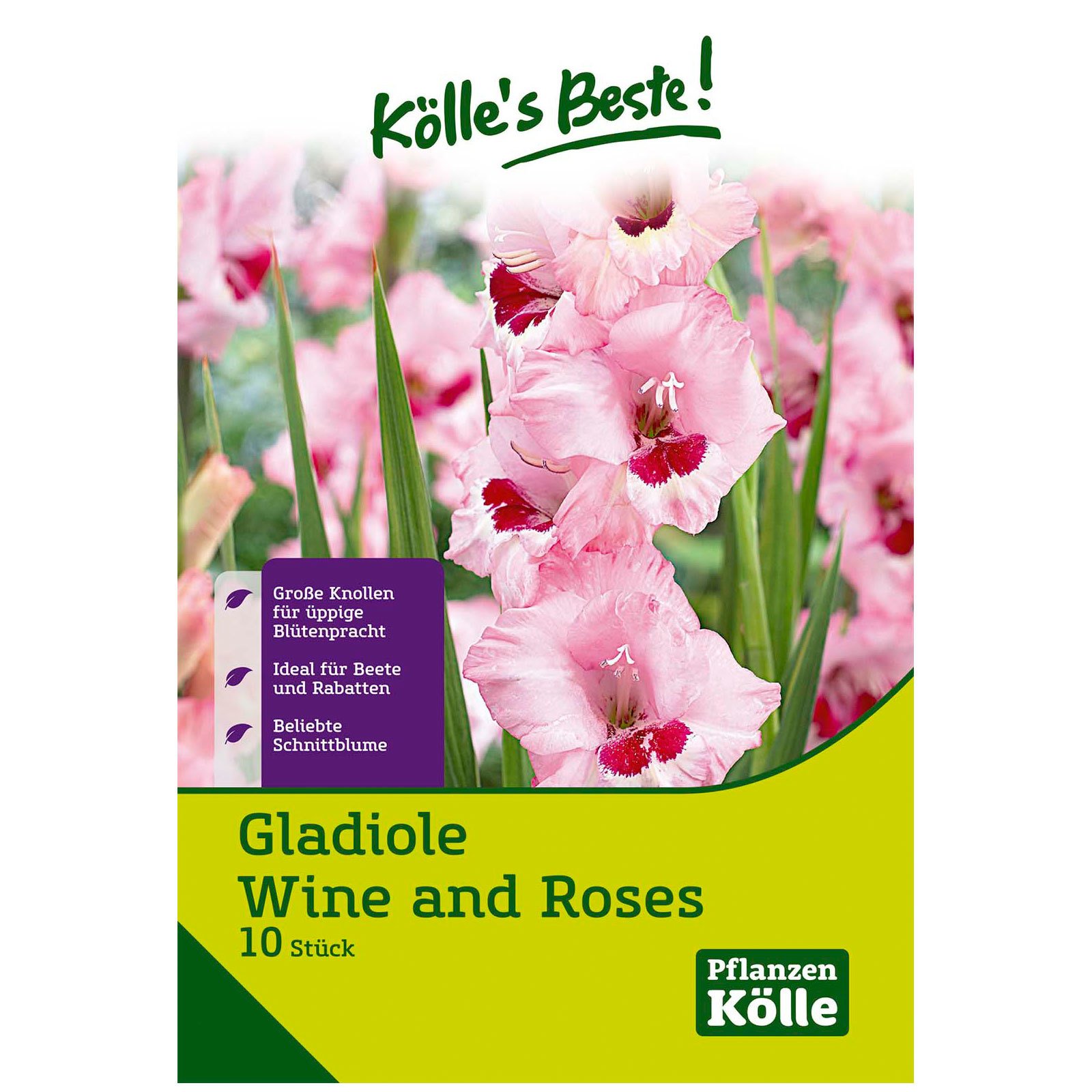 Gladiolen 'Wine & Roses', rosa-weiß, Größe 12/14, 10 Blumenknollen