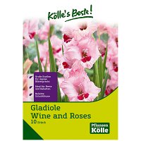 Gladiolen 'Wine & Roses', rosa-weiß, Größe 12/14, 10 Blumenknollen