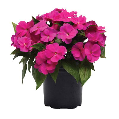 Edellieschen rosa, Topf-Ø 12 cm, 6er-Set