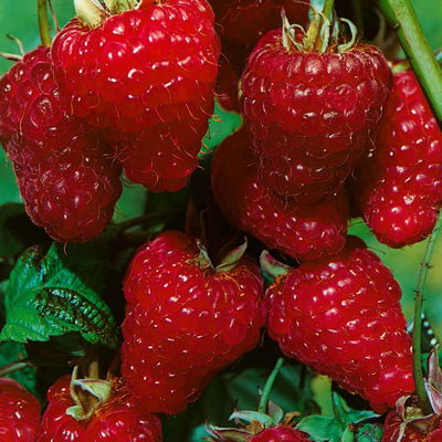 Herbsthimbeeren, Blissy® autumn bliss + Zefa 3, 4er-Set, Topf je 2 Liter Herbsthimbeeren, Blissy® autumn bliss + Zefa 3, 4er-Set, Topf je 2 Liter