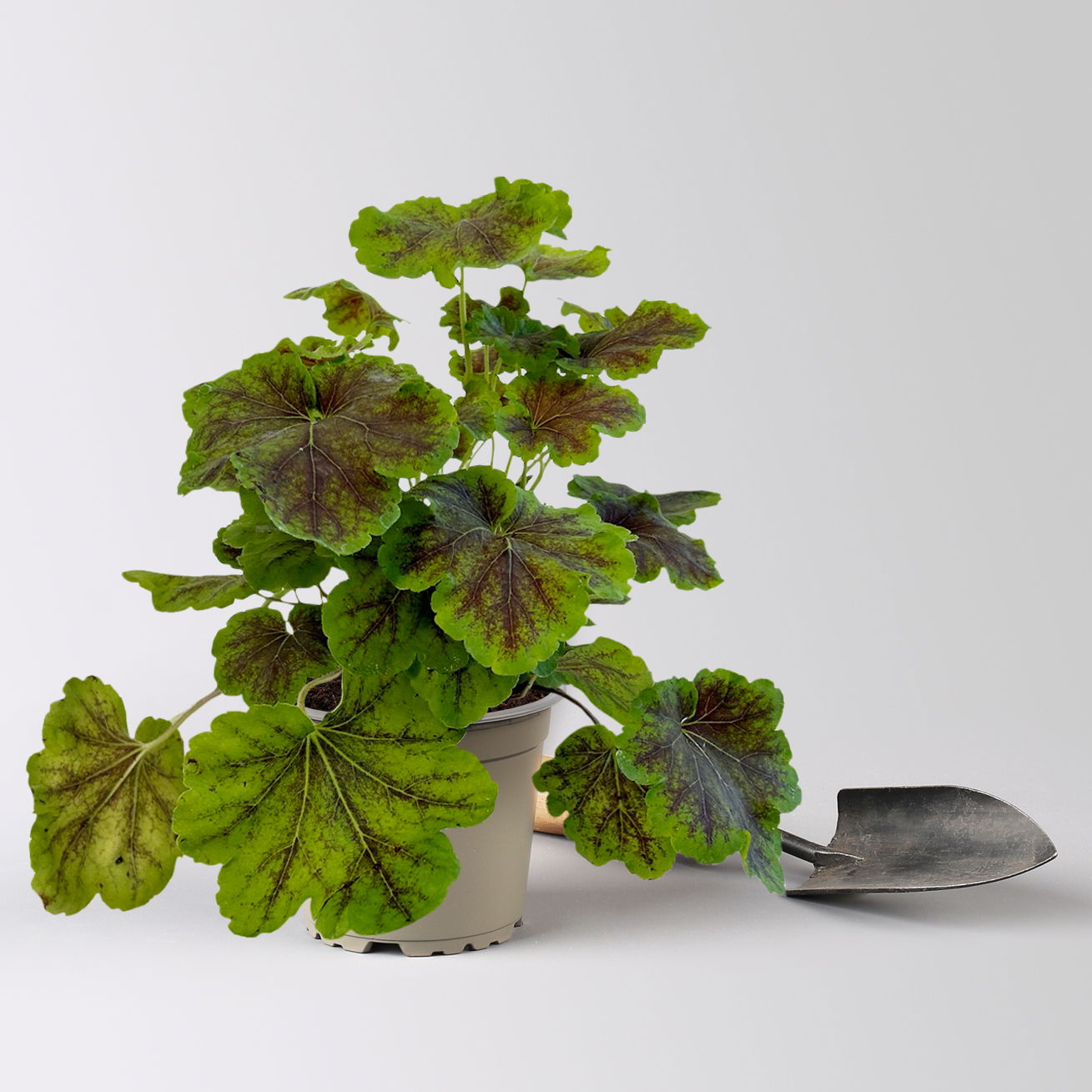 Heucherella 'Solar Eclipse®', rotbraun/limettengrün, Topf-Ø 12 cm, 3 Stück