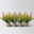 Calluna-Erica Mix 'Tornados®', Topf-Ø 13 cm, 4 Pflanze