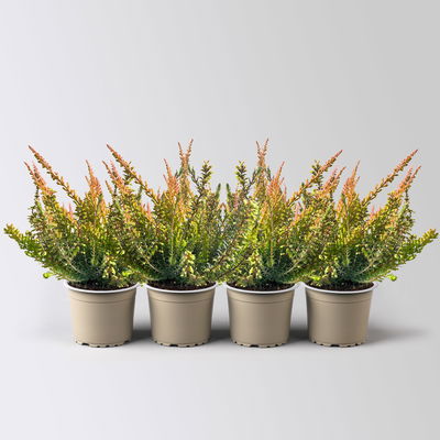 Calluna-Erica Mix 'Tornados®', Topf-Ø 13 cm, 4 Pflanze