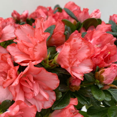 Azalee Hortinno® 'Christine Magic', lachs, Topf-Ø 13 cm, H.ca. 25cm, 3 Pflanzen Azalee Hortinno® 'Christine Magic', lachs, Topf-Ø 13 cm, H.ca. 25cm, 3 Pflanzen