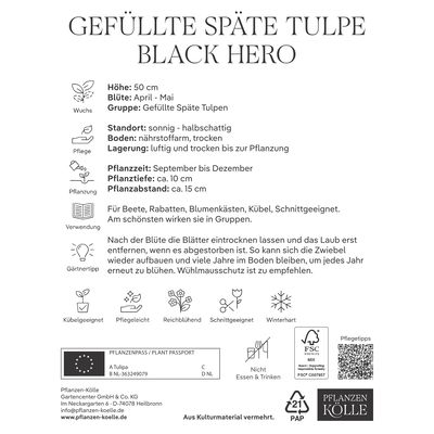 Gefüllte späte Tulpen Black Hero schwarz, 7 Blumenzwiebeln Gefüllte späte Tulpen Black Hero schwarz, 7 Blumenzwiebeln
